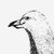 :iconoutcastchicken: