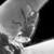 :iconovariancystone: