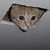 :iconoverdark999: