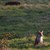 :iconoverthemeadow: