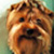 :iconovertheworld:
