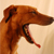 :iconovimx: