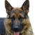 :iconowczarekniemiecki: