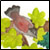 :iconOwild: