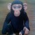 :iconowl-in-the-night: