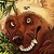 :iconowl-moon-cass:
