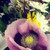 :iconowldarling:
