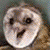 :iconowlfapplz: