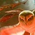 :iconowlgriffin12: