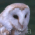:iconowlheart-isca: