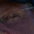 :iconowlister: