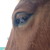 :iconowllover96: