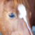 Owllover96 :iconowllover96: