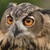 owloctopusmonkey :iconowloctopusmonkey: