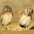 :iconowlpower: