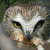 :iconowlscowlplz: