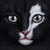 :iconowlscreechtoontown: