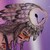 :iconowlyowl: