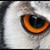 OwlzEyez :iconowlzeyez: