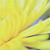 :iconownshadow: