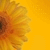 :iconox-what-else-xo: