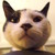 :iconoxlilangelxo: