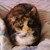 :iconozzfreak2330: