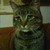 :iconp1ngw1n: