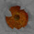 :iconp1xx: