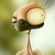 :iconp30carl: