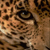 :iconP-anthera: