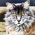 :iconp-chan-neko: