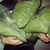 :iconp-rizzle: