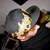 :iconp-robertson-design: