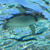 :iconp-u-r-i-n: