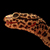 :iconpachycephalosaurus: