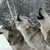 :iconpack-of-wolfs: