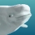 :iconpackets4you: