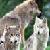 :iconpackofwolves: