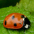 :iconpaffoon: