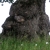 :iconpaganland: