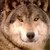 :iconpaganwolf54: