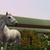 :iconpaigepony: