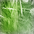 :iconpaincool: