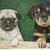 :iconpaint4pet: