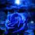 :iconpaintedbluerose: