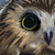 :iconpaintedingold: