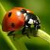 :iconpainter88: