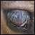 :iconpaintingpheonix: