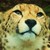 :iconpaintsplogecheetah28: